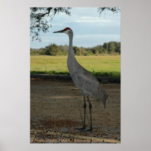 Póster Poster/guindaste de Sandhill