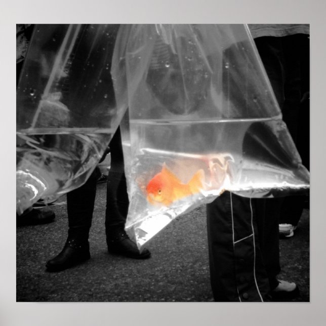 Poster Poster/ Imagem Curiosa de Peixe Goldfish (Frente)