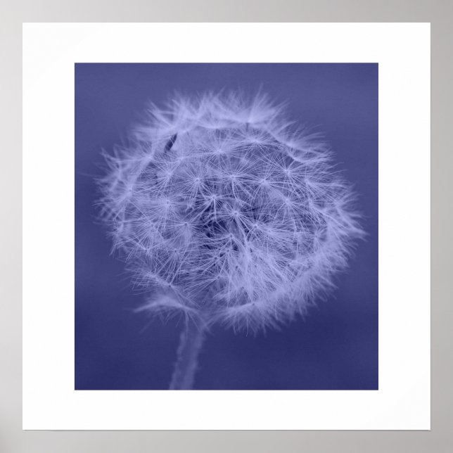 Póster Poster/Impressão de Dandelion Azul (Frente)