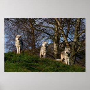 Poster Poster/Impressão do Lobo de Madeira Canadiano