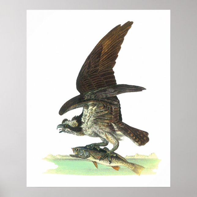 Póster Poster/Impressão: Osprey - John Audubon (Frente)