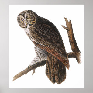 Póster Poster/impressões:  Audubon - coruja de grandes