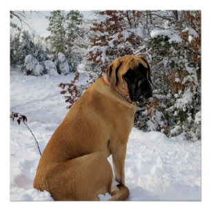 Póster Poster inglês da pose da neve do Mastiff