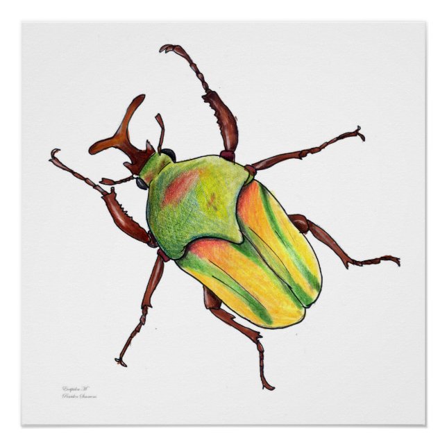 Póster poster inseto verde (Frente)