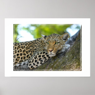Poster Poster-Leopardo