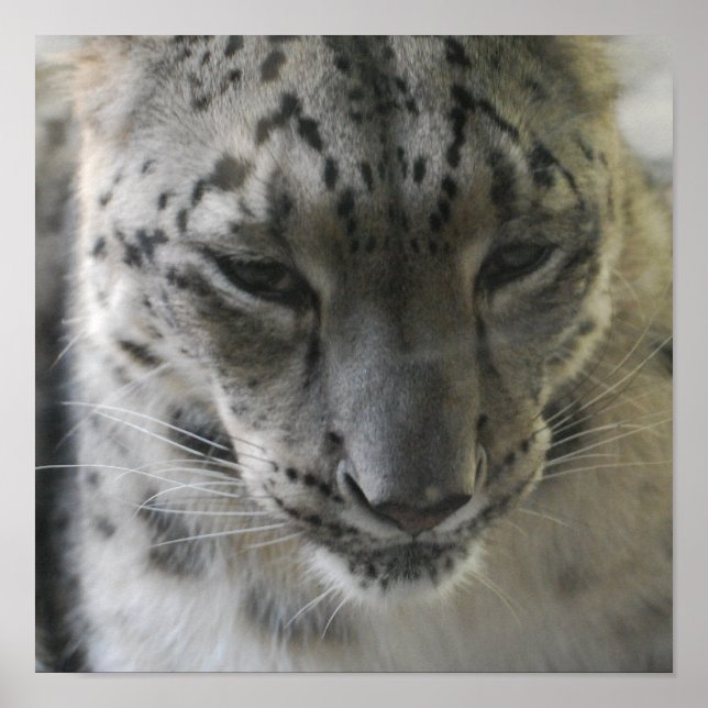 Póster Poster-leopardo-da-neve (Frente)