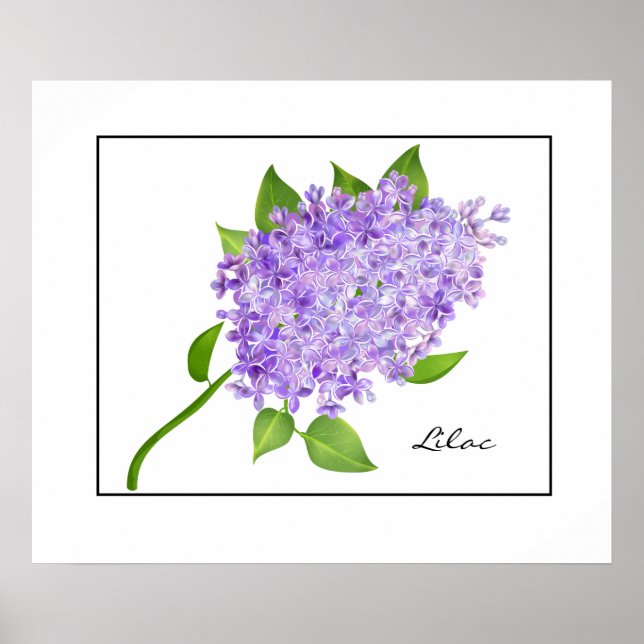 Poster Poster-Lilac (Frente)