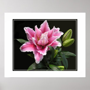 Poster Poster-Lily Flower