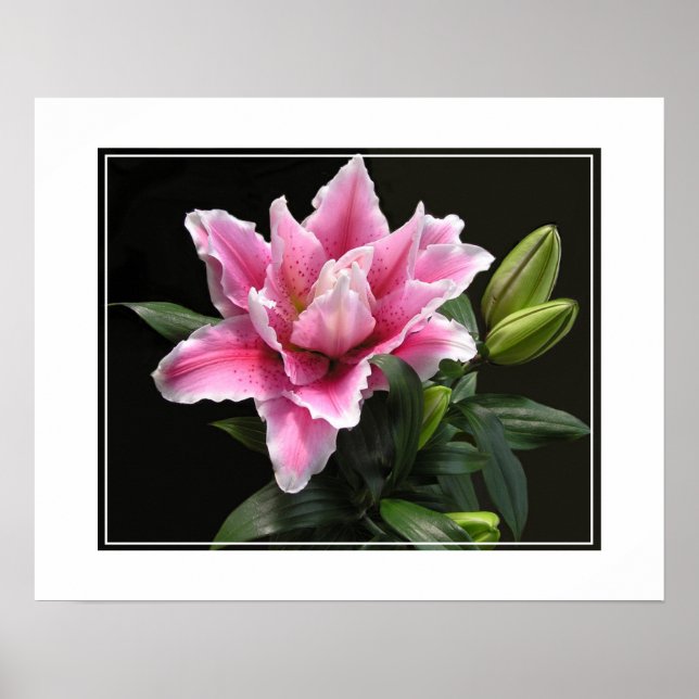 Poster Poster-Lily Flower (Frente)