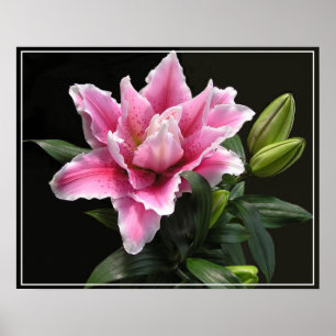 Poster Poster-Lily Flower