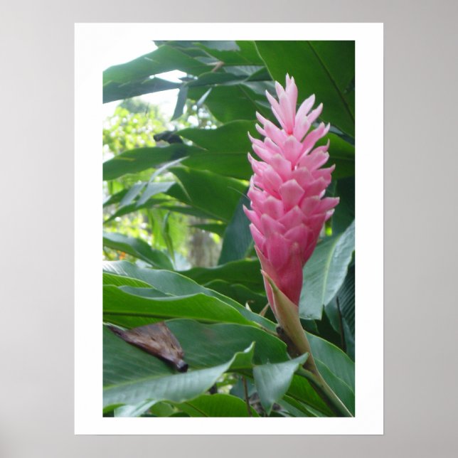 Poster poster, linda flor rosa na Jamaica (Frente)
