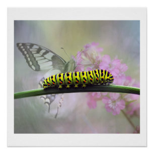 Póster Poster lustroso de Caterpillar da borboleta de