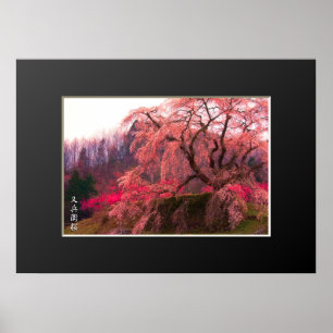 Poster Pôster Matabei-Zakura: Cerejeira Chorona