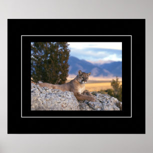 Poster Poster-Mountain Lion