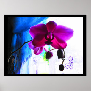 Póster Poster, orquídea magenta, opções do fundo da co