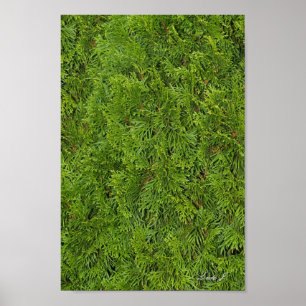 Póster Pôster ou Tela de Fundo de Árvore Sempre Verde