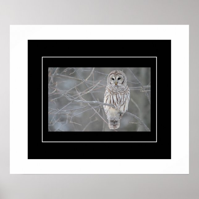 Poster Poster-Owl (Frente)