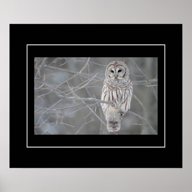 Poster Poster-Owl (Frente)