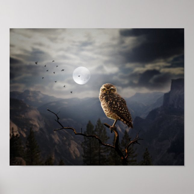 Poster Poster-Owl (Frente)