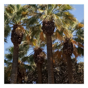 Póster Poster Palmeiras brilhantes