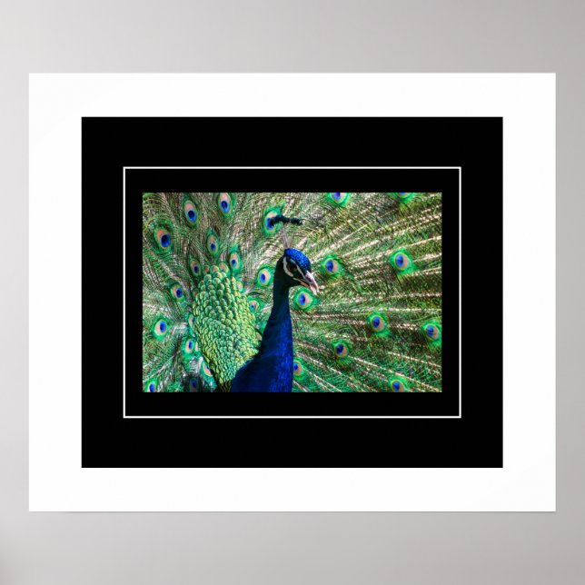 Poster Poster-Peacock (Frente)