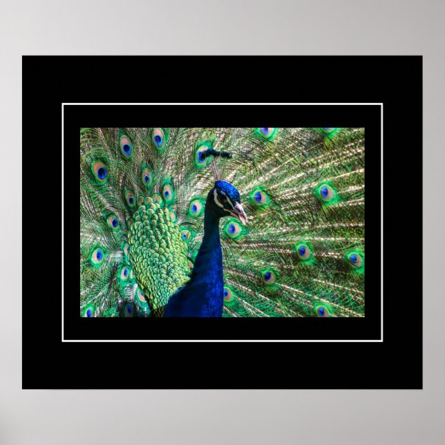 Poster Poster-Peacock (Frente)
