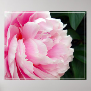 Poster Poster-Peony Flower