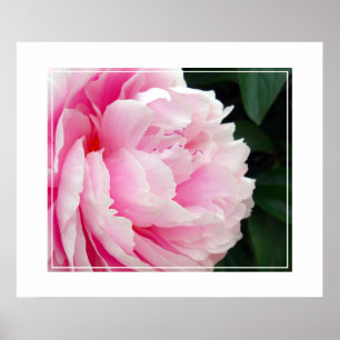 Poster Poster-Peony Flower