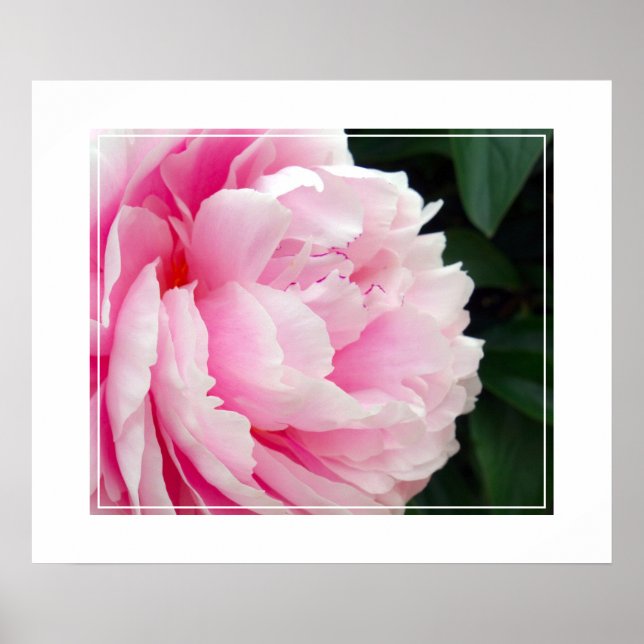 Poster Poster-Peony Flower (Frente)