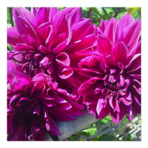 Póster Poster Perfeito Da Flor Roxa Dhalia
