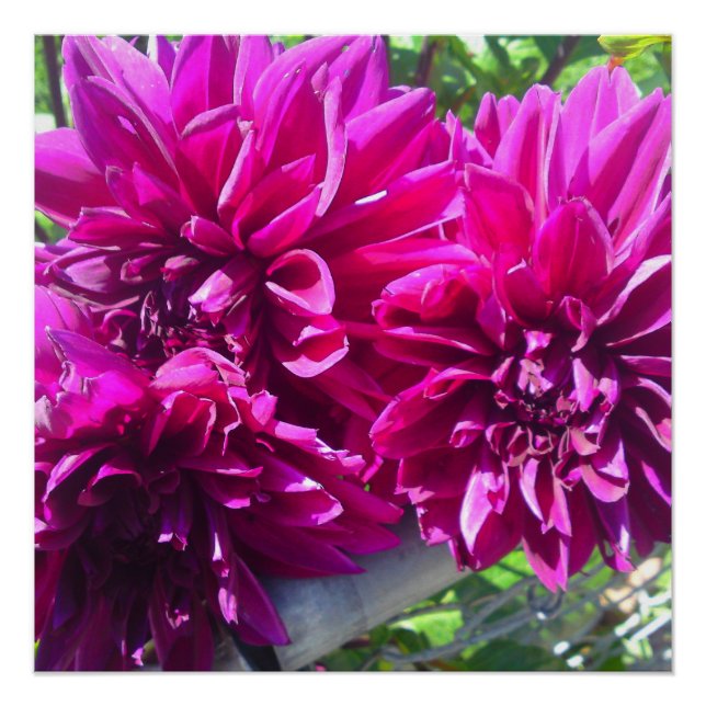 Póster Poster Perfeito Da Flor Roxa Dhalia (Frente)