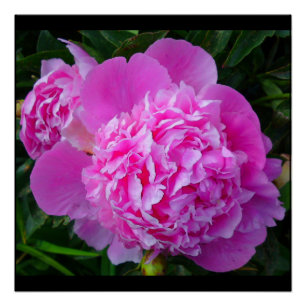 Póster Poster Perfeito de Peony Rosa