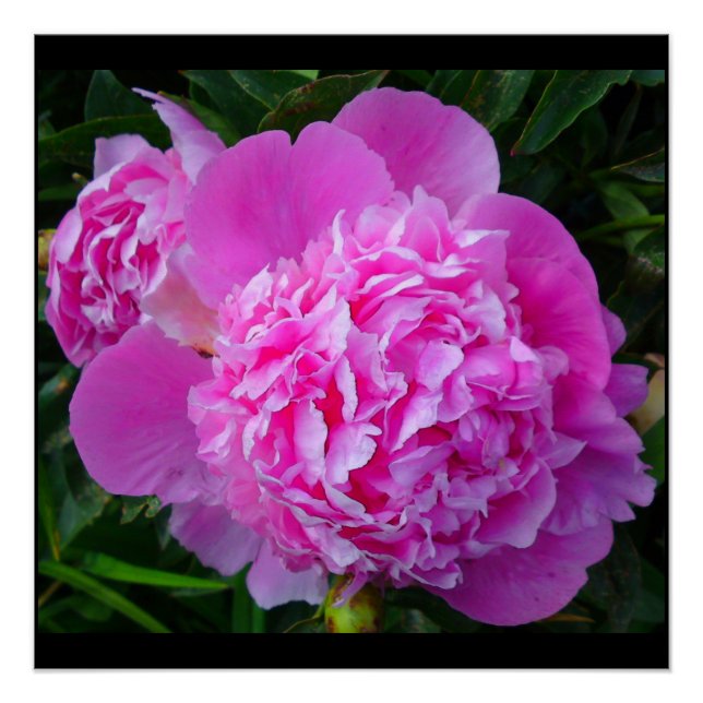Póster Poster Perfeito de Peony Rosa (Frente)