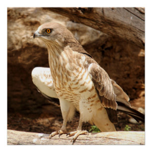 Póster Poster perfeito novo de Eagle