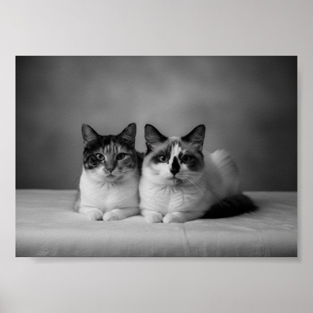 Poster Pôster Personalizado de Pet Preto e Branco 4K – Pr (Frente)