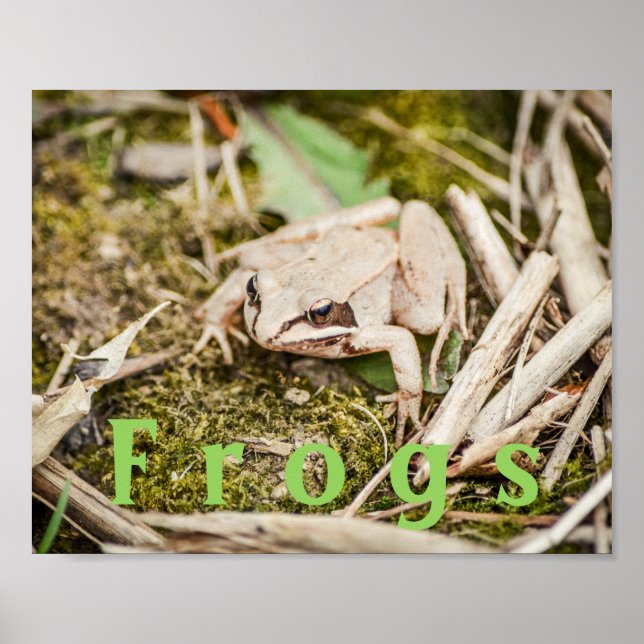 Poster Pôster personalizado de "Rãs" Anfíbios Rã da Flore (Frente)