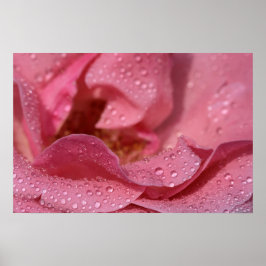 Poster Pôster Pétalas de Rosa Após a Chuva Fotografia