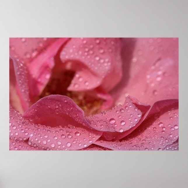 Poster Pôster Pétalas de Rosa Após a Chuva Fotografia (Frente)