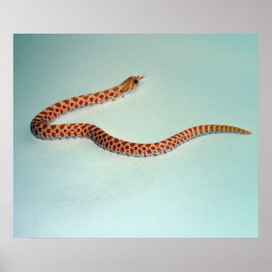Póster Poster/Pring do cobra de Hognose do albino do beb