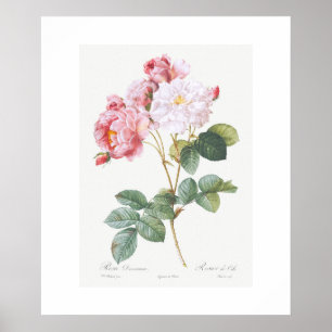 POSTER PÔSTER: REDOUTADO: PINK ROSEBUSH