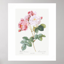 POSTER: REDOUTÉ: PINK ROSEBUSH