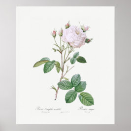 POSTER POSTER: REDOUTÉ: ROSA BRANCO