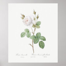 POSTER: REDOUTÉ: ROSA de MOSS BRANCO