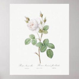 Poster POSTER: REDOUTÉ: ROSA de MOSS BRANCO