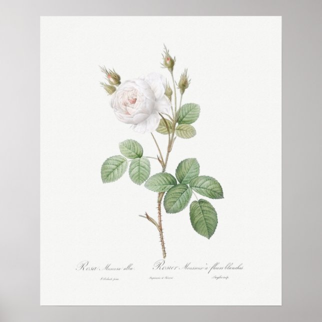 Poster POSTER: REDOUTÉ: ROSA de MOSS BRANCO (Frente)