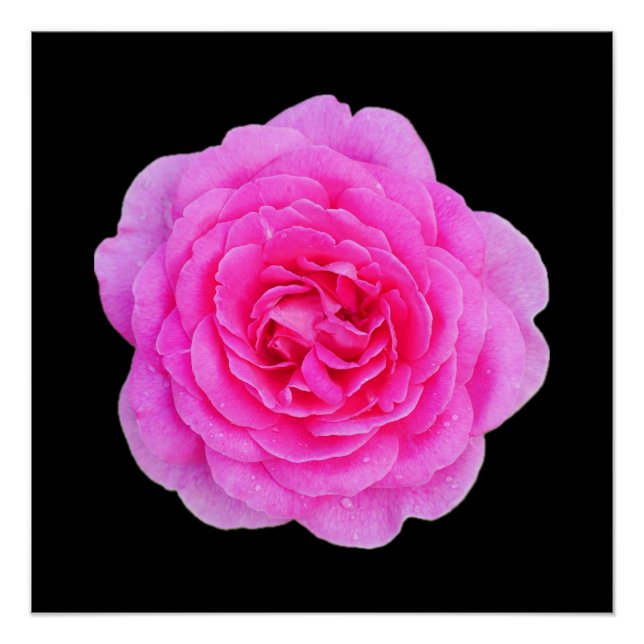 Póster Poster Rosa Rosa Rosa Rosa Rosa (Frente)