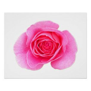 Póster Poster Rosa Rosa Rosa Rosa Rosa