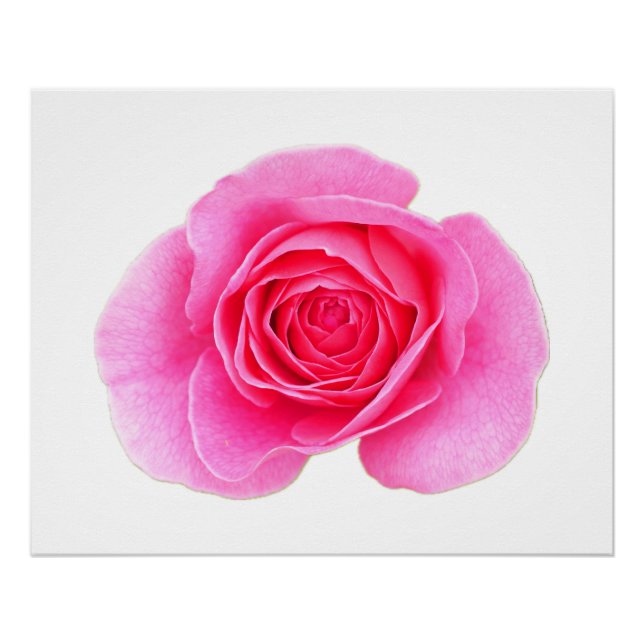 Póster Poster Rosa Rosa Rosa Rosa Rosa (Frente)