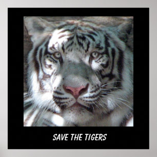 Poster Pôster Salve o Tigre