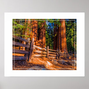 Poster Poster-Sequoias